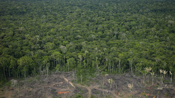 Drámaian fogy a dzsungel az Amazonasnál