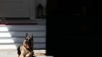 Túl harapós a Biden házaspár kutyája, pótkiképzésre viszik
