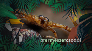 A skorpiók nemi élete egyszerre félelmetes és lenyűgöző