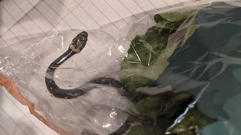 Mérgeskígyót találtak az Aldis salátában az ausztráloknál