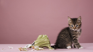 Miért szeretik a macskák odébb lökdösni a tárgyakat?