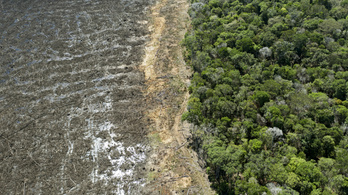 Brazília megígérte: egy évtizeden belül véget vetnek az esőerdő kiirtásának