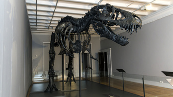 Megszámolták a dinókat: két és fél milliárd Tyrannosaurus rex élhetett a földön