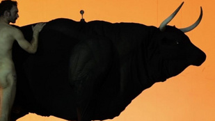 A nap képe: itt egy Magyarország alakú bika!