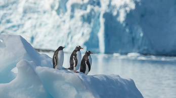 Érzékenyen reagálnak a pingvinek a zajokra