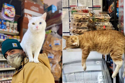 Ezek a macskák rendkívül jól érzik magukat a boltok polcai között: ők uralják a helyet
