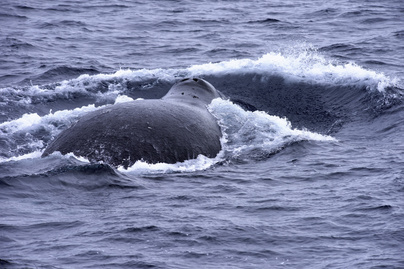 Rájöhettek a kutatók a grönlandi bálna szokatlan viselkedésének okára