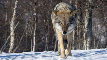 Vége a farkasvadászatnak Szlovákiában