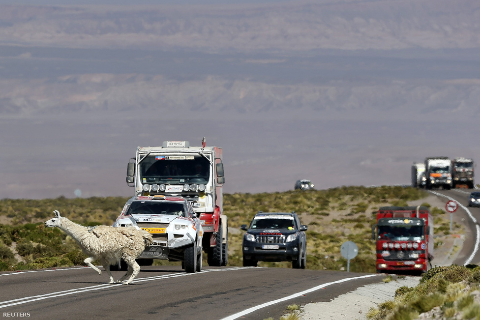 Rémült alpakka szalad át az úton a nyitószakaszra igyekvő járművek előtt Peruban.