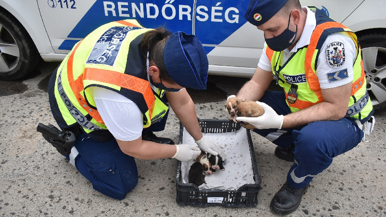 A biztos haláltól mentették meg a rendőrök a pár napos kiskutyákat