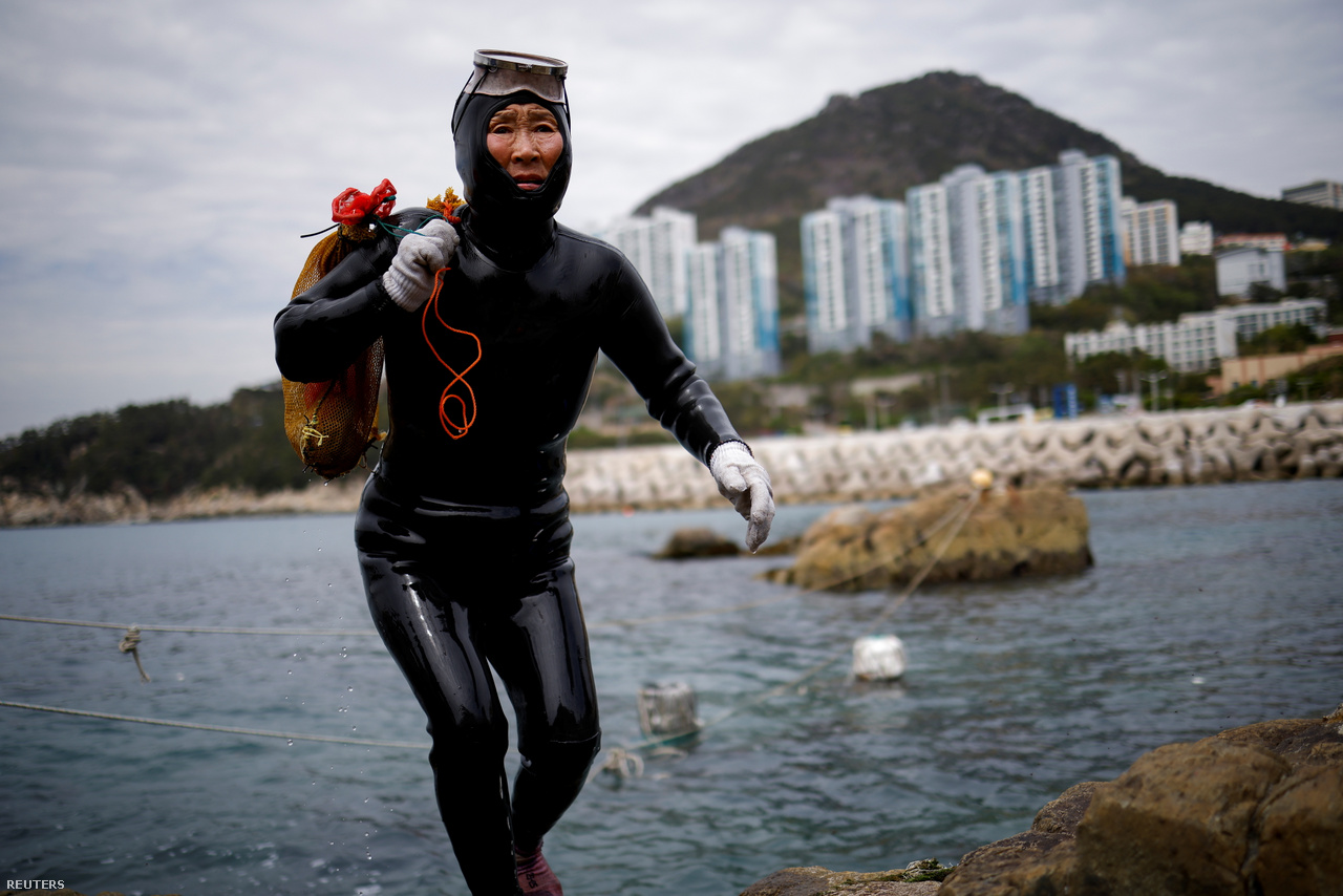 A 69 éves Ko Kumszun cipeli a zsákmányt, amit Puszan környékén gyűjtött a tenger fenekén 2021. április 6-án.
                        