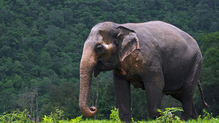 Miért hosszú az elefánt ormánya?