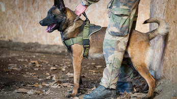 Posztumusz katonai kitüntetést kapott Leuk kutya
