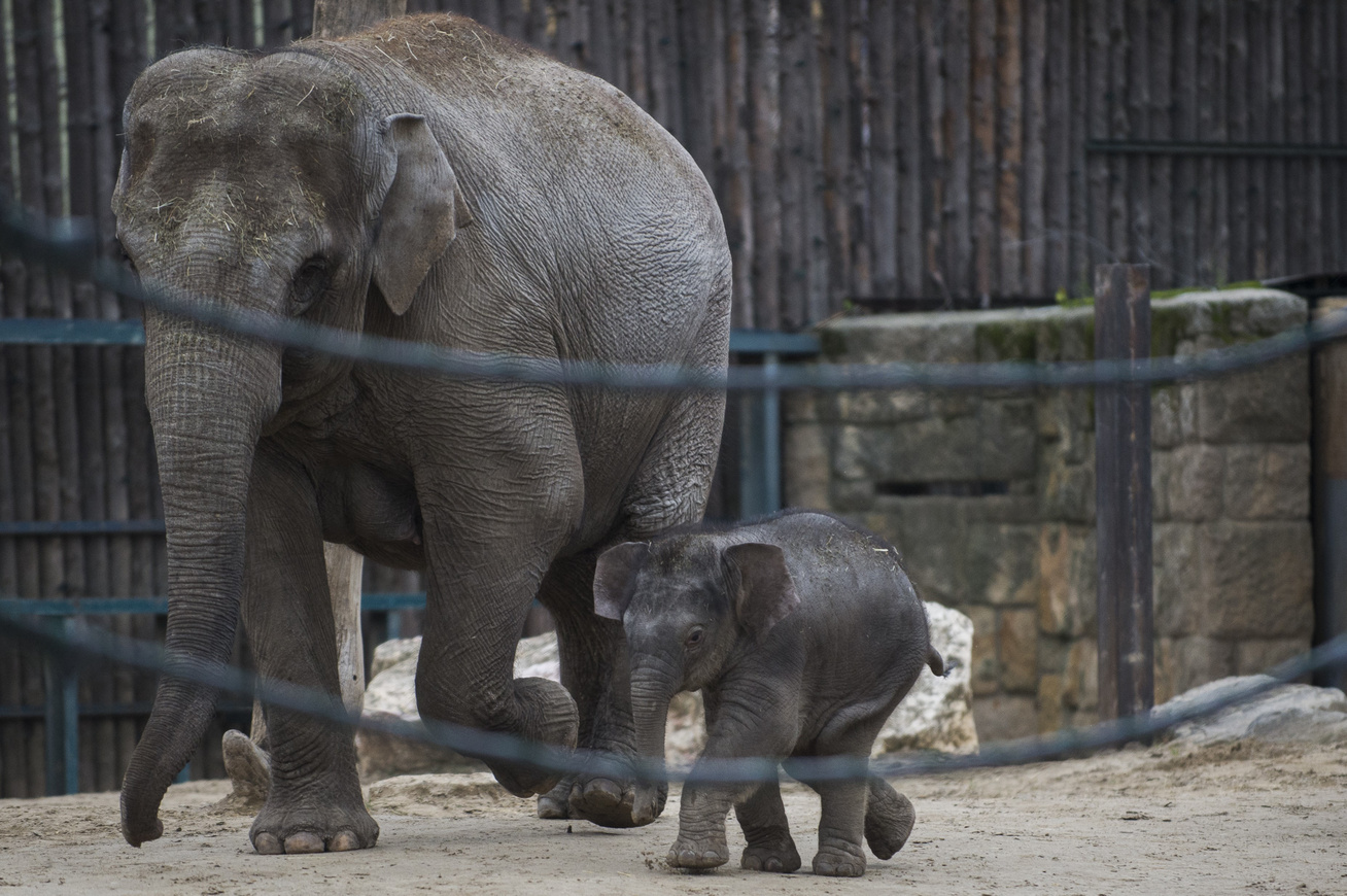 újszülött-elefánt2