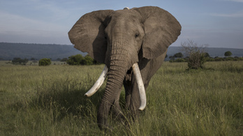 A kakaó miatt vészesen fogy az elefánt Elefántcsontparton