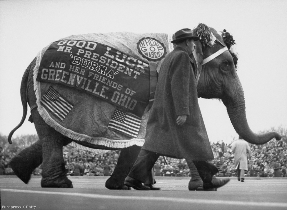 Egy ohiói férfi jókívánságokat tolmácsoló elefántját is elhozta Dwight D. Eisenhower elnök első eskütételére.