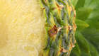 Furagyümölcs-kalauz: ananász