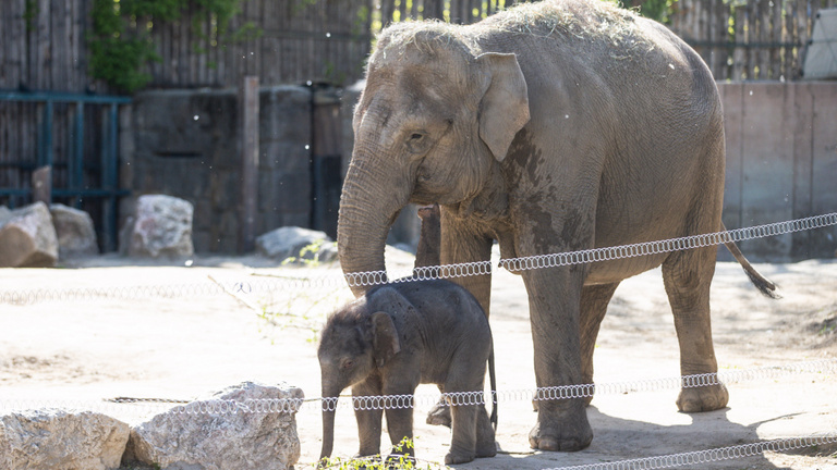 Nyolcvankilós újszülött az állatkert sztárja