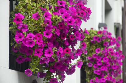 8 egész nyáron virágzó növény a balkonra: félárnyékos helyen is jól elvannak