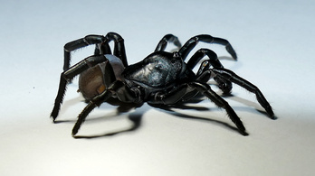 Különös új pókfajt találtak Floridában