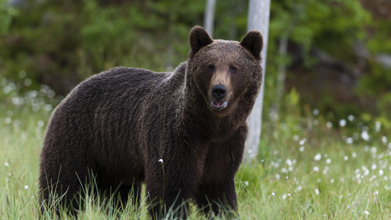 Törvénytelenül lelőtte Európa legnagyobb barnamedvéjét a liechtensteini herceg