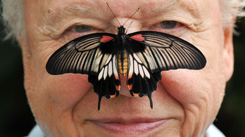 A természet csodáiról szólva: David Attenborough 95 éves