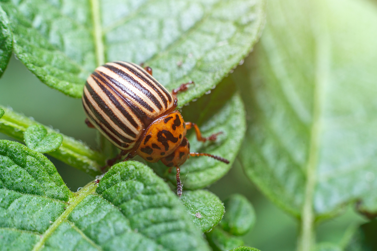 pirbio koncentrátum rovarok és kártevők ellen paraziták hogyan lehet gyógyítani