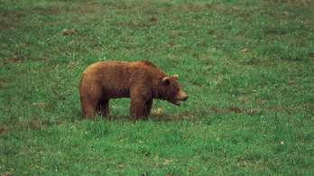 Nem védett területen lőtte ki a medvét a liechtensteini herceg
