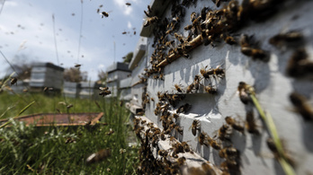 Nyolcmillió méh pusztult el az ukrán posta hibájából
