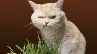 Miért eszik füvet a macska, mikor egyszer ragadozó? Állatorvos válaszol