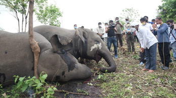 18 elefántot ölt meg a villám