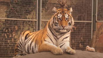 Az örök vadászmezőkre távozott Norbi, a szibériai tigris