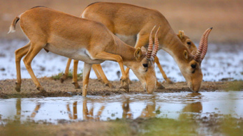 Antilopok százaival végzett villámcsapás