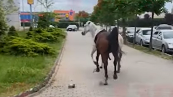 Begerjedt lovak randalíroztak a városközpontban