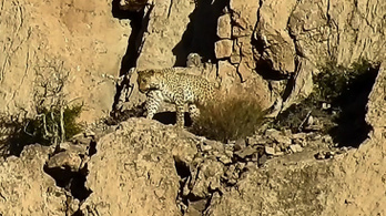 Alig ezer példány él vadon a perzsa leopárdokból, kettőt most sikerült levideózni