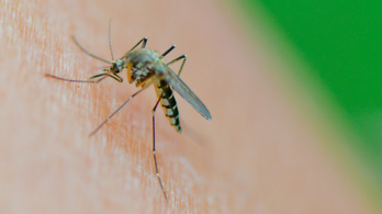 Tovább ritkítják a szúnyogállományt