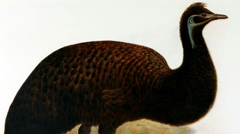 Felfedezték a már kihalt fekete emu tojását