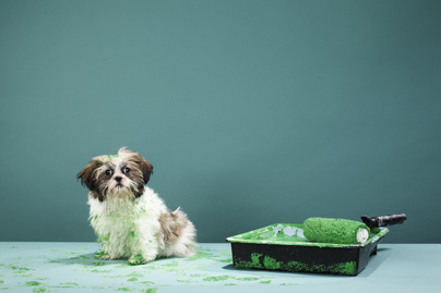 Zöld színű kutya született Olaszországban: ezzel magyarázható a különös kinézete