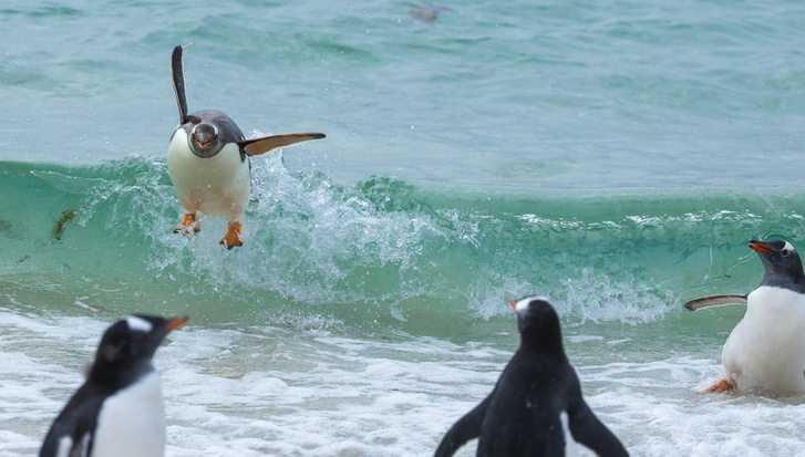 Hullámlovaglás, ahogy azt csak a pingvinek tudják. Hál' istennek a közönség is jól szórakozik