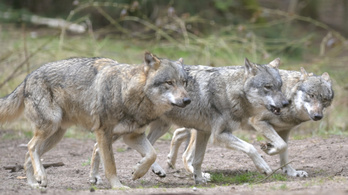 Már embereket féltenek, egyre nagyobb veszélyt jelentenek a farkasok Borsodban