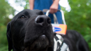 Vakvezető kutyával a látássérültek számára is kinyílik a világ – interjú