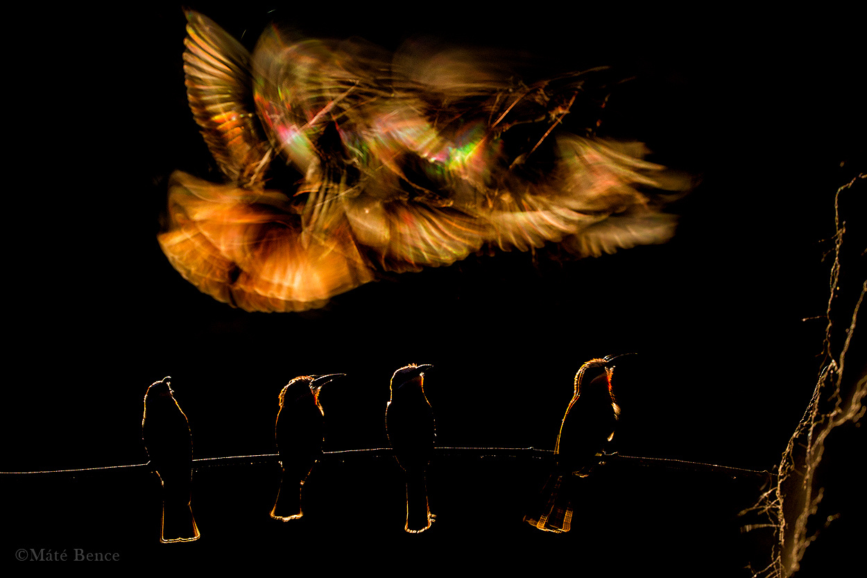 Gyurgyalagok gyülekeznek, mielőtt föld alatti fészkükbe repülnek éjszakázni. A kép
                        készítésekor azt a pillanatot vártam, amikor az ágon álló madarak nem mozdulnak meg, míg a háttérben átrepülő fajtársuk elmosódva megjelenő szárnytollai prizmaszerűen szórják szét
                        a fényt.