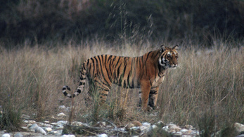70 tigris megölésével gyanúsítják, 20 év után kapták el