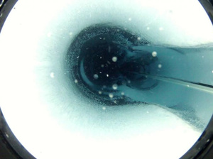 Életet találtak egy antarktiszi tó fenekén