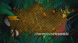 A kaptár kulisszái mögött: így készítik a méhek a mézet