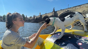 Sáfrány Emese rövid hajú képet posztolt, Cara Delevingne Prágában vízibiciklizik