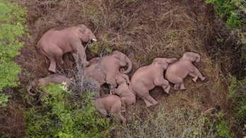Megpihentek a kínai elefántok az országjáró túrájuk után
