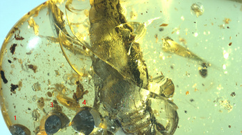 Elevenszülő csigát találtak egy 99 millió éves borostyánkőben