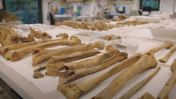 Emberi csontkollekciót szortíroznak Tihanyban