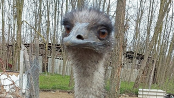 Megkerült az elveszett emu